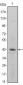 ITGA5 Antibody